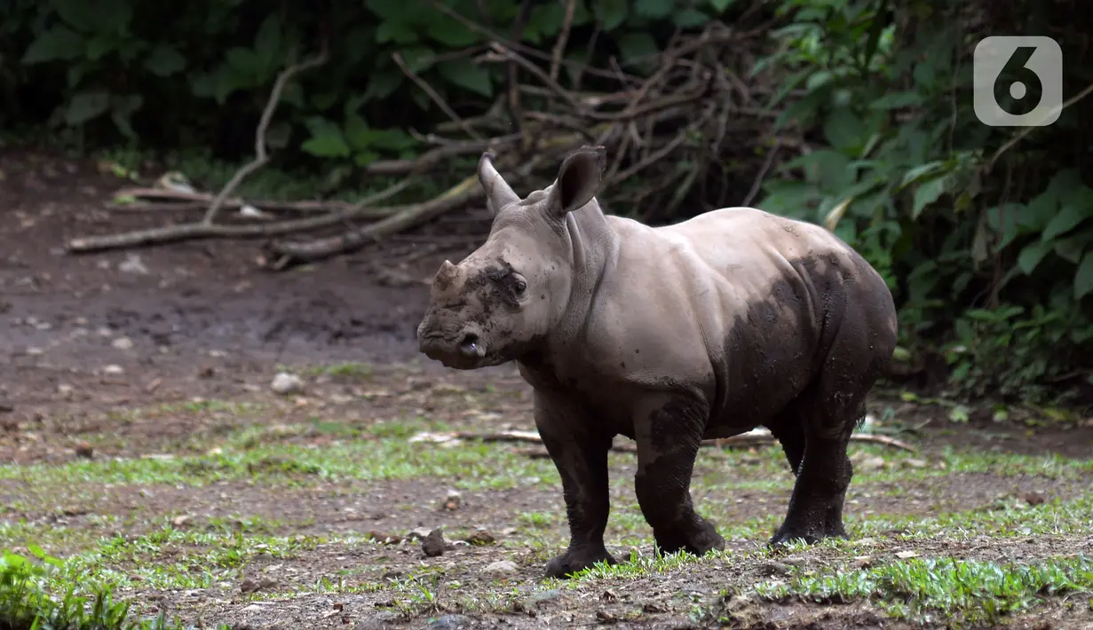 Seekor bayi Badak Putih (Ceratotherium Simum) beraktivitas di Taman Safari Indonesia, Bogor, Jawa Barat, Jumat (22/1/2021). Seekor bayi Badak Putih lahir di Taman Safari Indonesia pada 26 Oktober 2020 lalu. (merdeka.com/Imam Buhori)