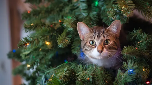 Tips cara untuk menjauhkan kucing Anda dari area pohon natal.