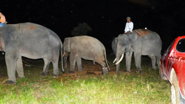 Gajah liar (tengah) setelah berhasil dikaitkan tali oleh pawang gajah latih dari BBKSDA Riau.