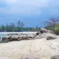 bagi pecinta wisata bahari bisa mengunjungi Pantai Trikora. Dari pusat Kota Tanjung Pinang, pantai ini berjarak sekitar 45 Km.