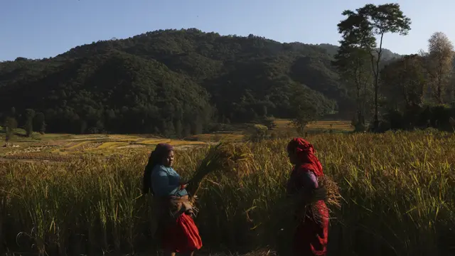 Geliat Panen Padi Petani Nepal