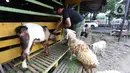 Pedagang merawat kambing di kios hewan ternak kawasan Buaran, Jakarta Timur, Jumat, (10/6/2022). Wabah Penyakit Mulut dan Kuku (PMK) hewan menyebabkan tutupnya sejumlah pasar hewan sehingga pedagang sulit mendapatkan kambing di pasar. (Liputan6.com/Johan Tallo)