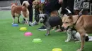 Sejumlah anjing mengikuti kompetisi makan saat festival Dog Does Disco "Pawards" di Central Park Mall, Jakarta, Minggu (28/4/2019). Kegiatan sebagai tempat bagi para pecinta anjing berkumpul ini dimeriahkan dengan beragam kompetisi untuk peliharaan dan juga talkshow. (Liputan6.com/Faizal Fanani)