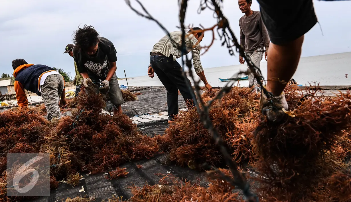 Petani menjemur rumput laut di kawasan Kelurahan Manggar, Balikpapan Timur, Jumat (15/4). Program CSR Pertamina telah mensejahterakan masyarakat di RT.53 Kelurahan Manggar. (Liputan6.com/Fery Pradolo)