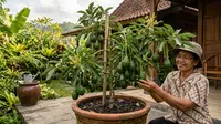 Cara Membuat Pohon Alpukat Kerdil Cepat Berbuah Tanpa Menunggu Bertahun-Tahun