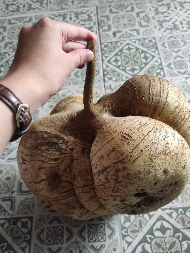 6 Potret Buah Ukuran Jumbo yang Ditemukan Netizen,