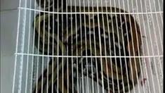 Ular sanca yang sempat menghebohkan penumpang kereta api itu kini diamankan di Stasiun Pekalongan. (dok. istimewa/Fajar Eko Nugroho)