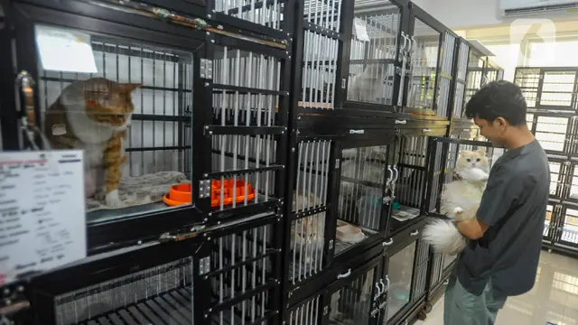 Jasa Penitipan Kucing Meningkat Jelang Lebaran 2024