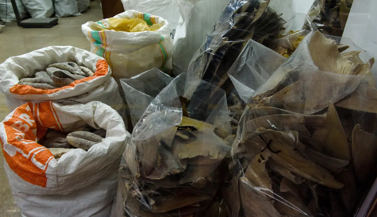 Sejumlah karung berisi sirip ikan hiu yang telah dikeringkan siap di jual di sebuah toko di Hong Kong (6/3). Budaya mengkonsumsi sirip hiu di Hong Kong makin meluas dan ditemukan dalam menu di restoran seafood di kota tersebut. (AFP/Anthony Wallace)