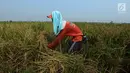 Petani memotong padi jenis Jarong (unggulan) ke dalam karung di Kawasan Bekasi-Jakarta, Selasa (2/7/2019). Hasil panen padi kali ini para petani kurang memuaskan akibat cuaca yang tidak menentu dan serangan hama. (merdeka.com/Imam Buhori)