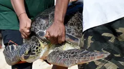 Penyu hijau saat dilepaskan kembali ke laut di Pantai Kuta dekat Denpasar, Bali (20/12/2019). Polisi laut sebelumnya pada 18 Desember menangkap tujuh kura-kura hijau yang diduga diselundupkan dari Kabupaten Singaraja. (AFP Photo/Sonny Tumbelaka)