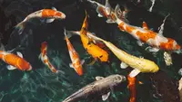 7 Jenis Ikan Air Tawar yang Cocok untuk Kolam Dangkal Minimalis, Tak Butuh Lahan Luas