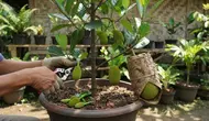 6 Cara Membuat Pohon Nangka Pendek Tapi Cepat Berbuah, Panduan Praktis dan Efektif