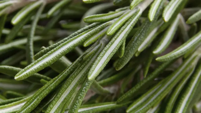 Rosemary, Aromaterapi yang Dapat Cegah Kanker