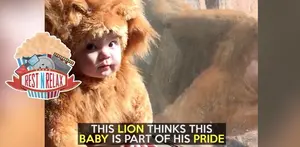 Begini Reaksi Singa Saat Lihat Bayi Pakai Baju Ini 