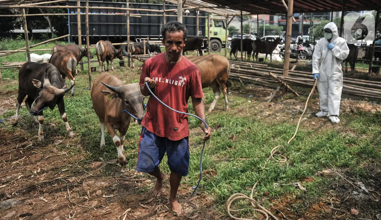 Pekerja membawa salah seekor sapi yang akan menjalani pemeriksaan kesehatan di salah satu lapak hewan kurban di Jalan Pangeran Antasari, Jakarta Selatan, Selasa (30/5/2023). (merdeka.com/Iqbal S. Nugroho)