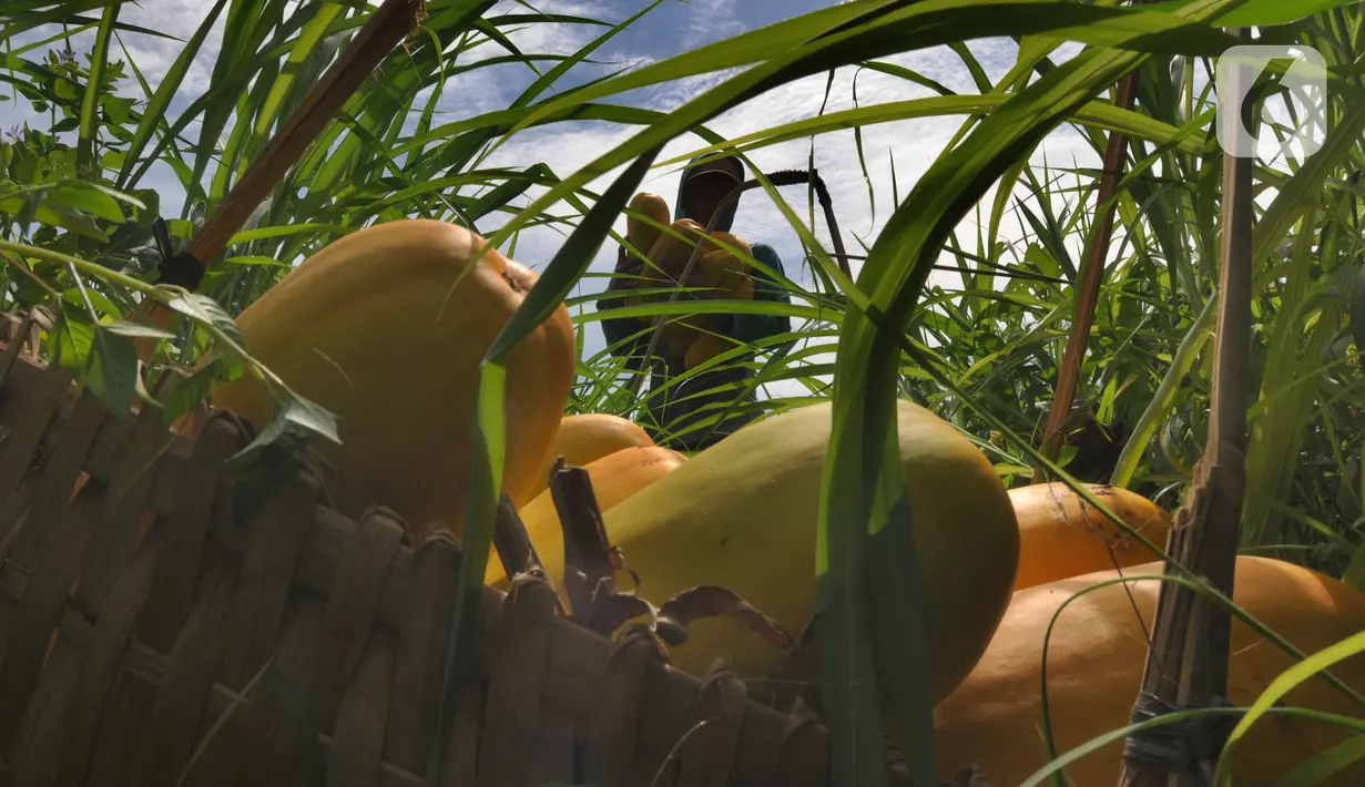 Petani memanen buah timun suri di lahan garapan kawasan Sawangan, Depok, Minggu (3/4/2022). Timun suri yang biasa diolah menjadi minuman wajib untuk menemani berbuka puasa ini dijual dari harga Rp 9ribu - Rp 20ribu tergantung ukurannya. (merdeka.com/Arie Basuki)