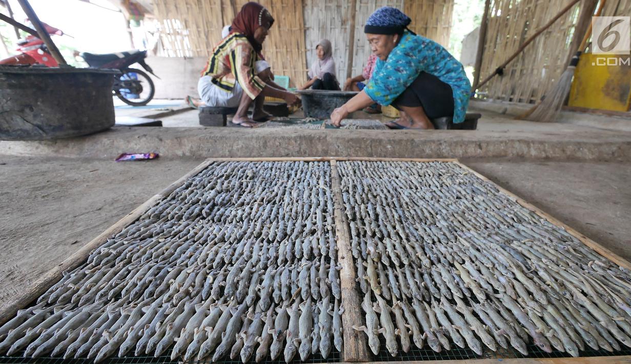 Pekerja menyusun cicak di rumah industri kawasan Cirebon, Jawa Barat, Selasa (2/4). Cicak kering ini dipercaya mampu mengobati sesak napas dan alergi. (Liputan6.com/Herman Zakharia)