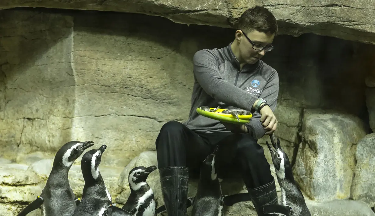 Beberapa ekor penguin Magellan diberi makan di Shedd Aquarium di Chicago, Amerika Serikat (17/2/2020). Shedd Aquarium  memiliki koleksi 32.000 ekor binatang dan menarik sekitar 2 juta pengunjung setiap tahun. (Xinhua/Joel Lerner)
