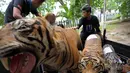 Sejumlah harimau Sumatera yang diawetkan di angkut ke dalam mobil untuk di bakar di Banda Aceh, (22/5). Kementerian Kehutanan Indonesia memusnahkan barang bukti perdagangan satwa liar sebagai kampanye melawan perburuan Ilegal. (AFP/Chaideer Mahyuddin)