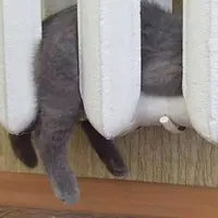 Tingkah laku hewan yang sangat menyukai kehangatan lebih dari apapun.