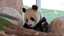 Seekor panda raksasa China difoto di dalam kandang di Rumah Panda di Al Khor Park, dekat Doha, Qatar, Rabu (19/10/2022). Mereka akan tinggal di kandang dalam ruangan yang dirancang untuk menduplikasi kondisi di hutan lebat provinsi pegunungan Sichuan di China. (Photo by DENOUR / AFP)