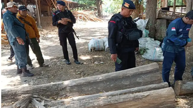 Hutan Taman Nasional Baluran Jadi Sasaran Pembalakan Liar, 1 Ditangkap 2 DPO