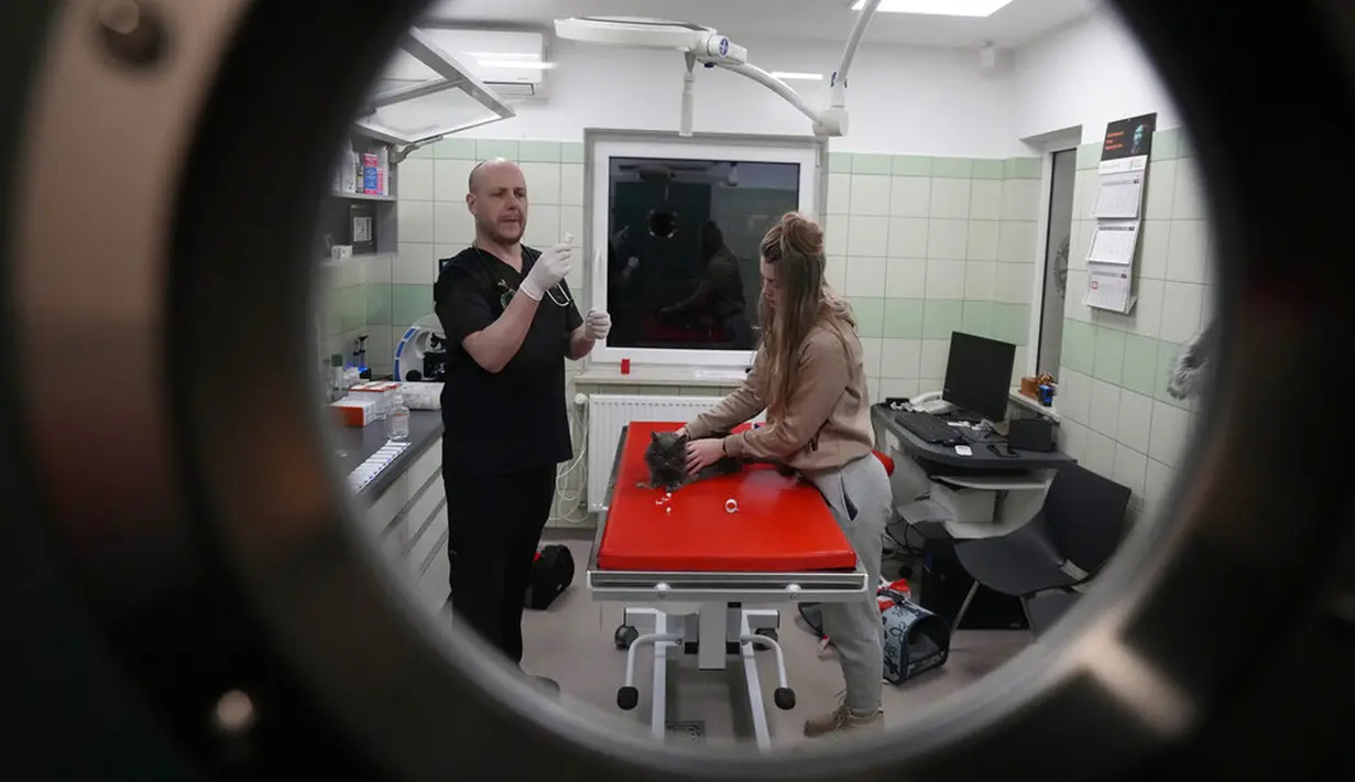 Dokter dan relawan merawat kucing yang tiba dari Ukraina di Przemysl, Polandia, Selasa (8/3/2022). Sejak awal invasi Rusia, mereka telah berhasil mengevakuasi lebih dari 300 hewan yang telah dibawa ke Lviv dari bagian timur negara itu. (AP Photo/Czarek Sokolowski)