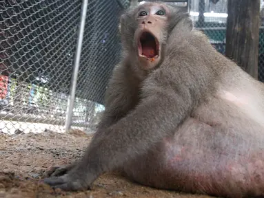 Monyet liar, Uncle Fat, yang mengalami obesitas duduk dalam kandang di pusat rehabilitasi Bangkok, Thailand, 19 Mei 2017. Monyet ini mengalami obesitas karena kerap menyantap makanan cepat saji dan minuman bersoda sisa para turis. (AP Photo/Sakchai Lalit)