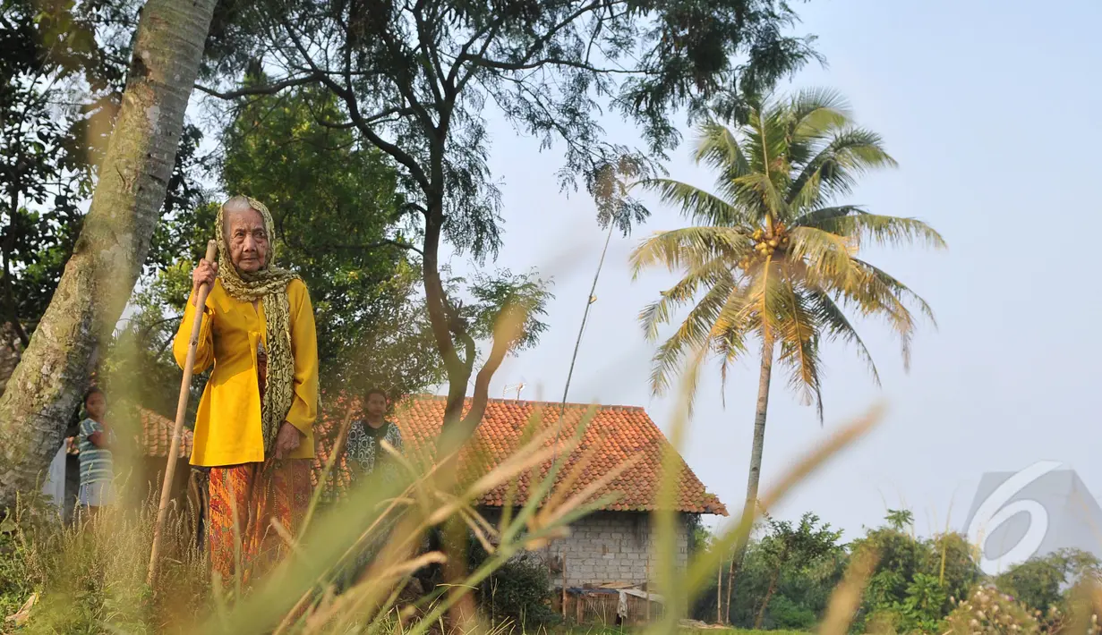 Nenek Anami tampak berjalan dengan tongkatnya di sekitar rumahnya di Purwakarta, Jabar, Minggu (17/5). Nenek yang diduga berusia 140 tahun ini akan mengikuti sayembara orang tertua di dunia yang digelar miliuner asal Rusia. (Liputan6.com/Herman Zakharia)