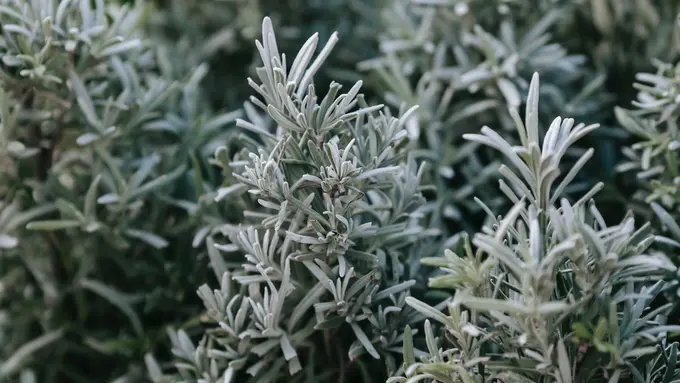Cocok untuk Kulit Sensitif dan Berjerawat, Kenali Khasiat Baik Tanaman Mugwort Bagi Kulit