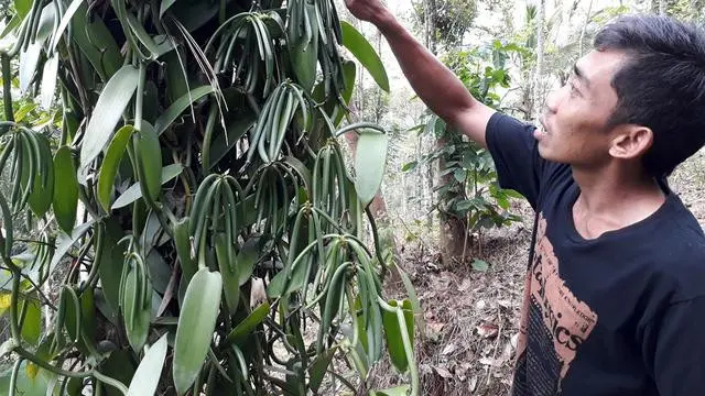 Kementan Dorong Pengembangan Vanili di Salatiga