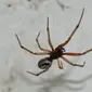 Laba-laba janda palsu atau false widow spider. (Wikimedia/Creative Commons)