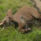 Jasad Satao II, Gajah Afrika bergading raksasa yang diduga tewas akibat perburuan (Tsavo Trust)