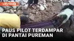 Bikin Heboh, Paus Pilot yang Terdampar Akhirnya Dikubur