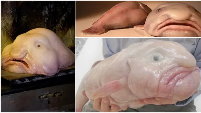 (c) allthatisinteresting.com