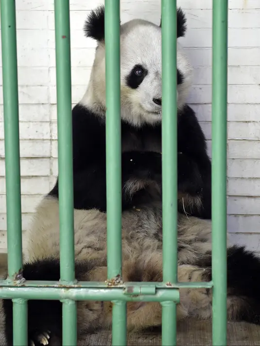 Shuan Shuan, panda raksasa wanita (Ailuropoda melanoleuca) terlihat selama pemeriksaan fisik di kebun binatang Chapultepec, Mexico City (12/2/2020). Xin Xin dan Shuan Shuan merupakan dua spesimen Hewan yang lahir di Meksiko dan satu-satunya di dunia yang tidak dimiliki China. (AFP/Alfredo Estrella)