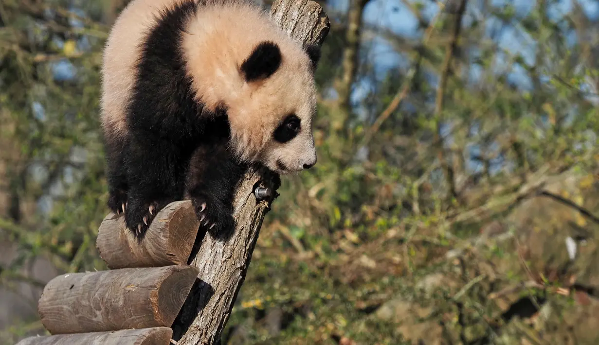 Pengunjung melihat anak panda Huanlili saat ia menjelajahi kandang eksternalnya untuk pertama kalinya di taman zoologi Beauval di Saint-Aignan, Prancis tengah (14/3/2022). Anak panda Huanlili ini lahir pada 1 Agustus 2021. (AFP/Souvant Guillaume)
