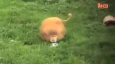 Seekor singa yang dilahirkan di suatu kebun binatang di Johannesburg di Afika Selatan sudah terbiasa dengan manusia dan dibesarkan dengan permainan bola.