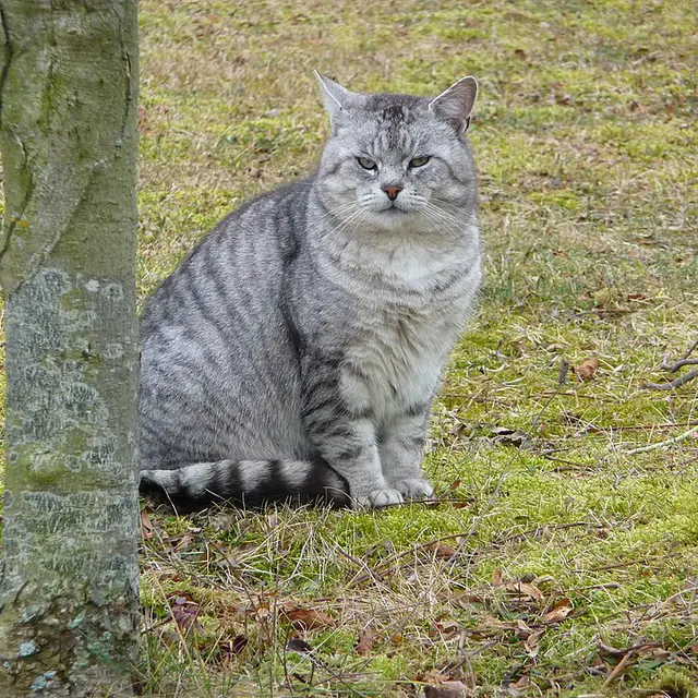 Kucing mujair (Image by Wikipedia)