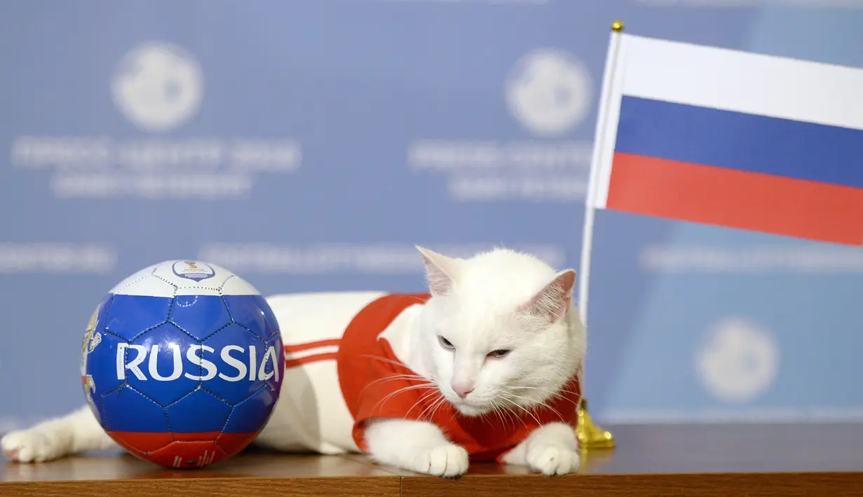 Aksi kucing bernama Achilles saat memprediksi hasil pertandingan Rusia dan Arab Saudi di Saint Petersburg, Rusia, Rabu (13/6). Seorang dokter hewan, Anna Kondratyeva mengatakan Achilles punya insting lebih baik dari kucing lainnya. (Olga Maltseva/AFP)