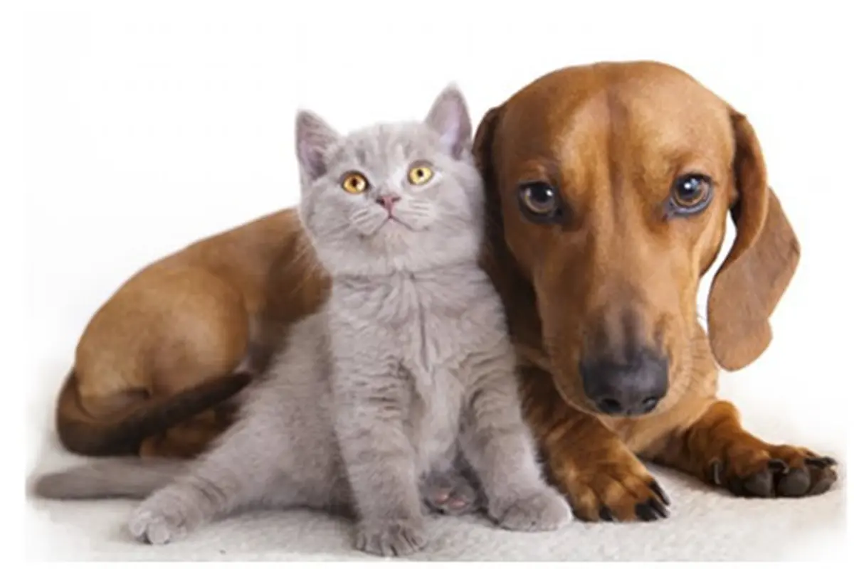 courtesy of hollywoodpet
