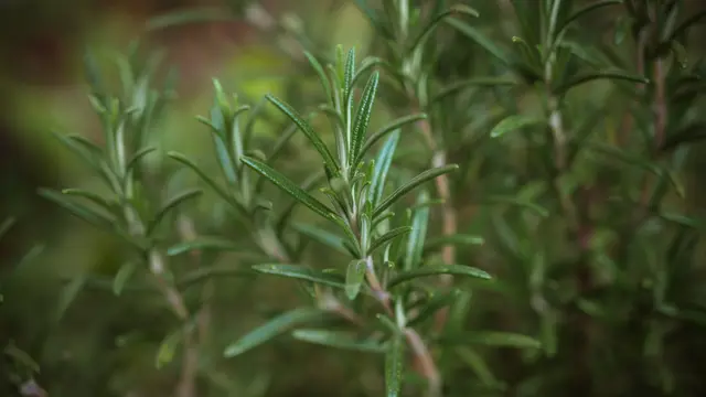 ilustrasi aromaterapi rosemary/unsplash
