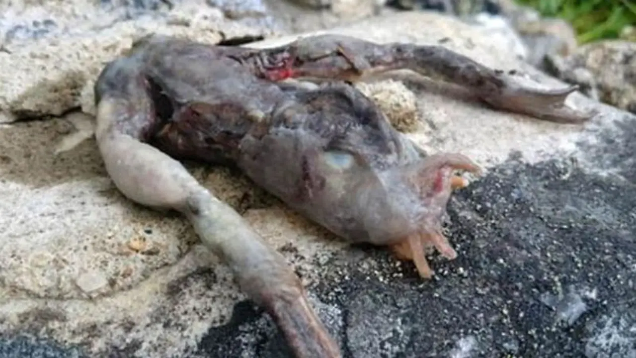 alien, bangkai, penampakan makhluk aneh