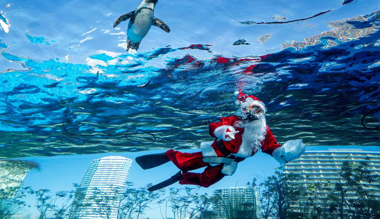 Pertunjukan itu dilakukan sebagai persiapan acara spesial Natal mendatang. Tampak dalam foto, seorang penyelam berkostum Sinterklas berenang bersama seekor penguin di Akuarium Sunshine dalam persiapan untuk acara spesial Natal mendatang di Tokyo pada 1 Desember 2025. (Kazuhiro NOGI/AFP)