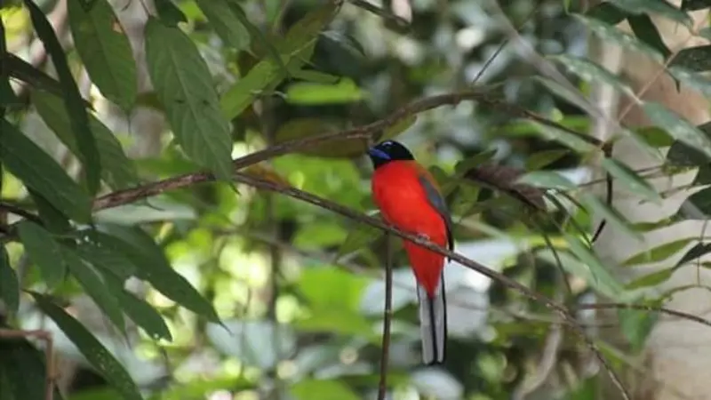 Salah satu jenis burung yang terdapat di Hutan Harapan. (Liputan6.com/Dok. Hutan Harapan/Gresi Plasmanto)