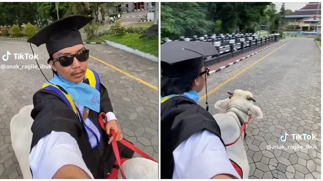 Viral Pria Pergi ke Acara Wisuda Naik Sapi, Beda dari Wisudawan Lainnya