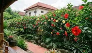 11 Tanaman untuk Menutup Pemandangan dari Rumah Sebelah, Privasi Lebih Terjaga