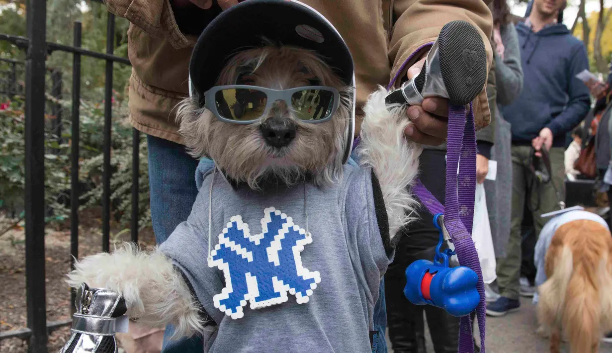 Seekor anjing bak penyanyi rapper selama mengikuti Parade anjing Halloween di New York, USA, Sabtu (24/10/2015). Puluhan Anjing dari berbagai ras ikut dalam parade ini. (REUTERS/Keith Stephanie)