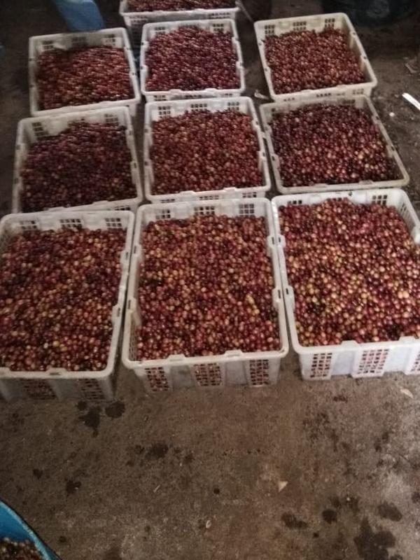 Nampak biji kopi preanger Karaha dengan kondisi biji besar dan ranum, yang dikumpulkan dari para petani setelah panen berlangsung (Liputan6.com/Jayadi Supriadin)